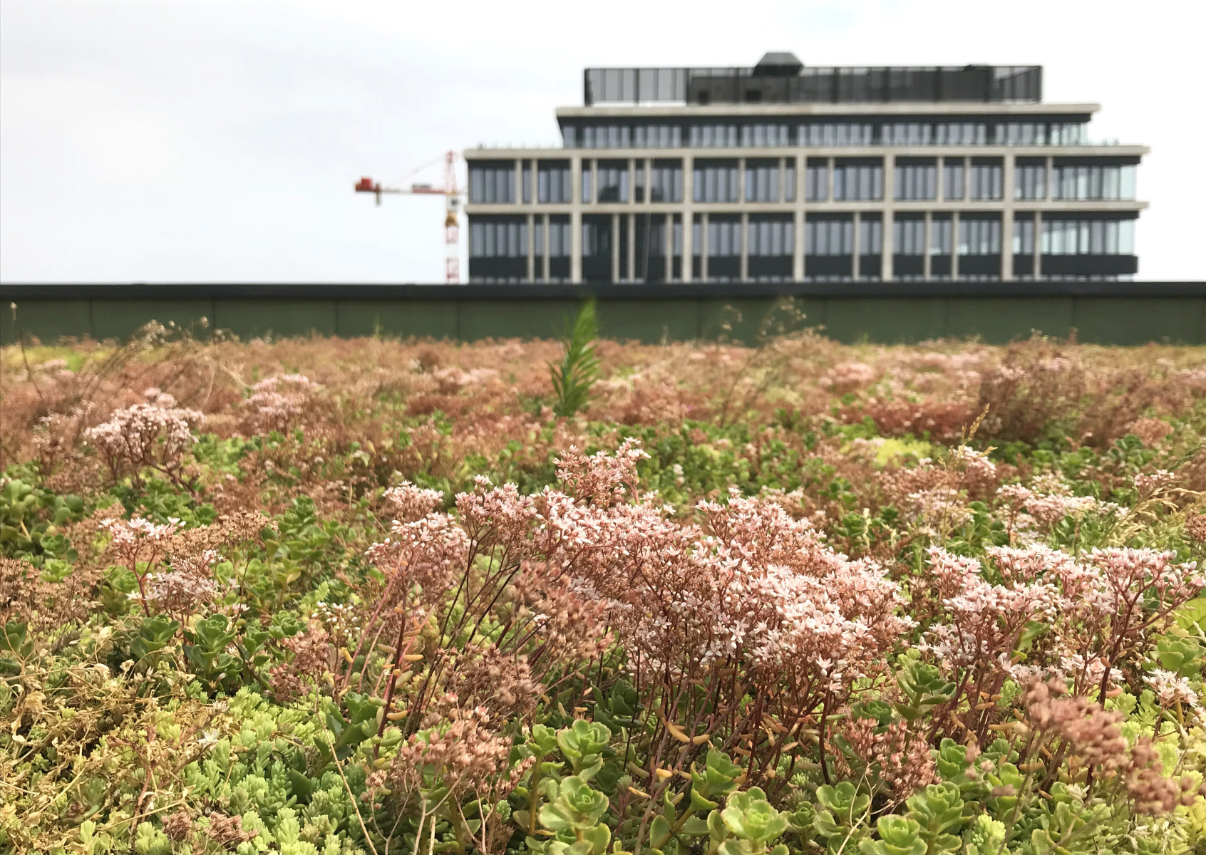What Are the Green Roofs