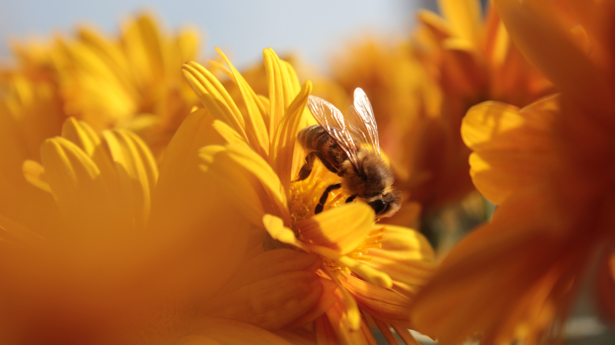 Život v Einparku se včelám líbí