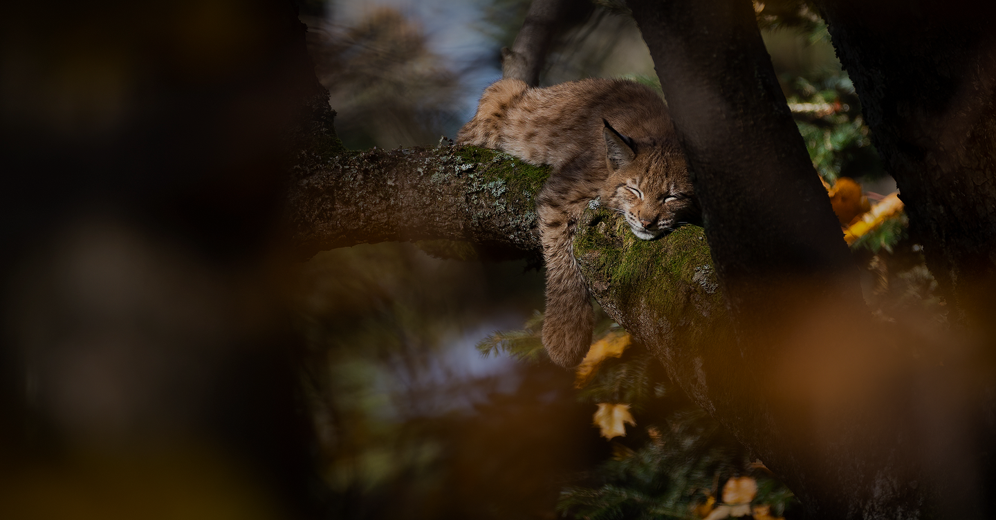 Vidieť rysa je zázrak a tento celovečerný film ho prináša až k vám
